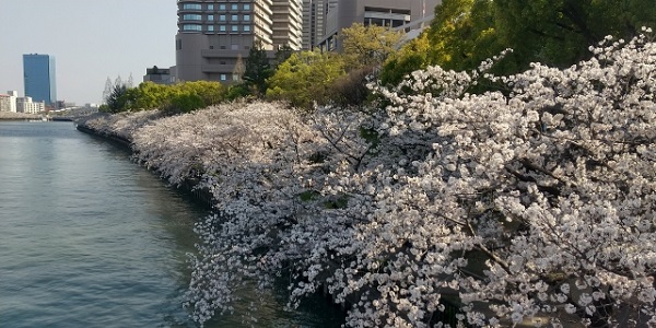 大川の桜
