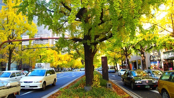 秋の御堂筋は、銀杏の彩り