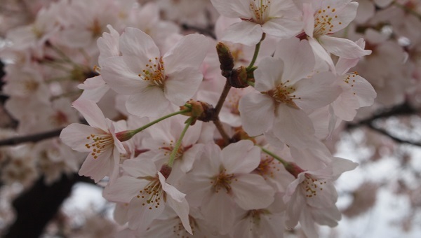 天満橋の桜の花