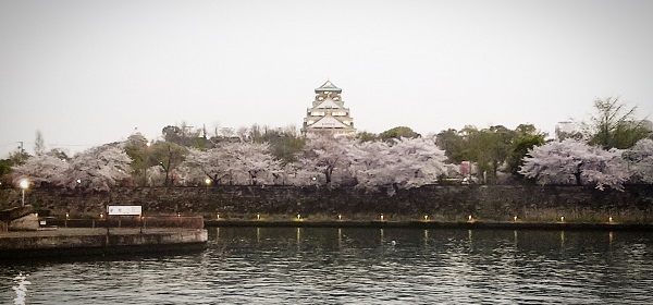 大阪城北側のの桜