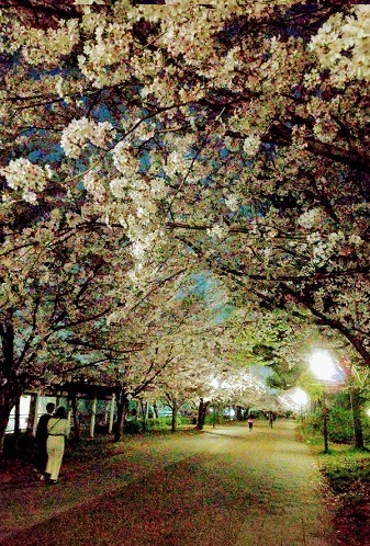 大阪城公園南側の桜